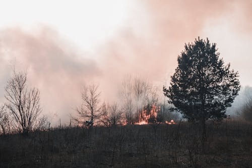 Základová fotografie zdarma na téma bushfire, holé stromy, kouř