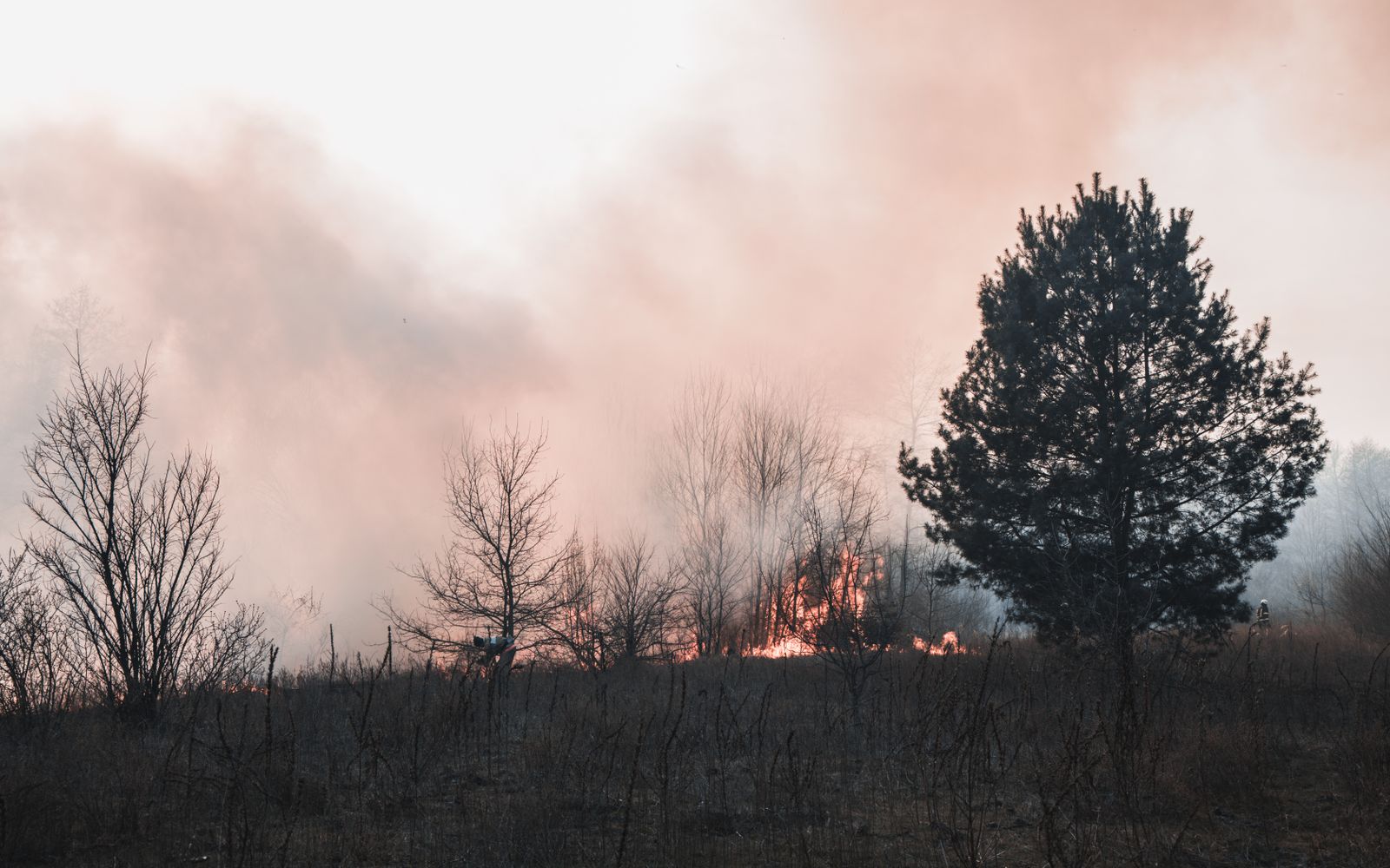 A forest burning with flames and heavy smoke during a wildfire