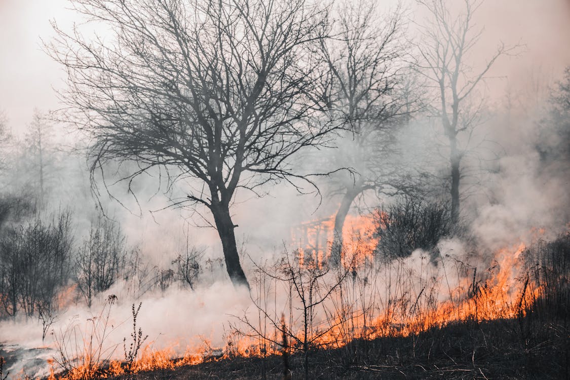 Curso de Perito en Investigación Incendios Forestales