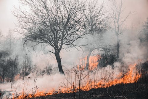 Free Forest Fire Stock Photo