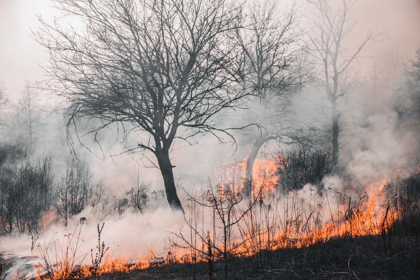 Fumée dense s'élevant d'un feu de forêt au petit matin