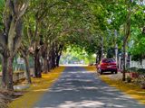 A tree-lined road in Bengaluru