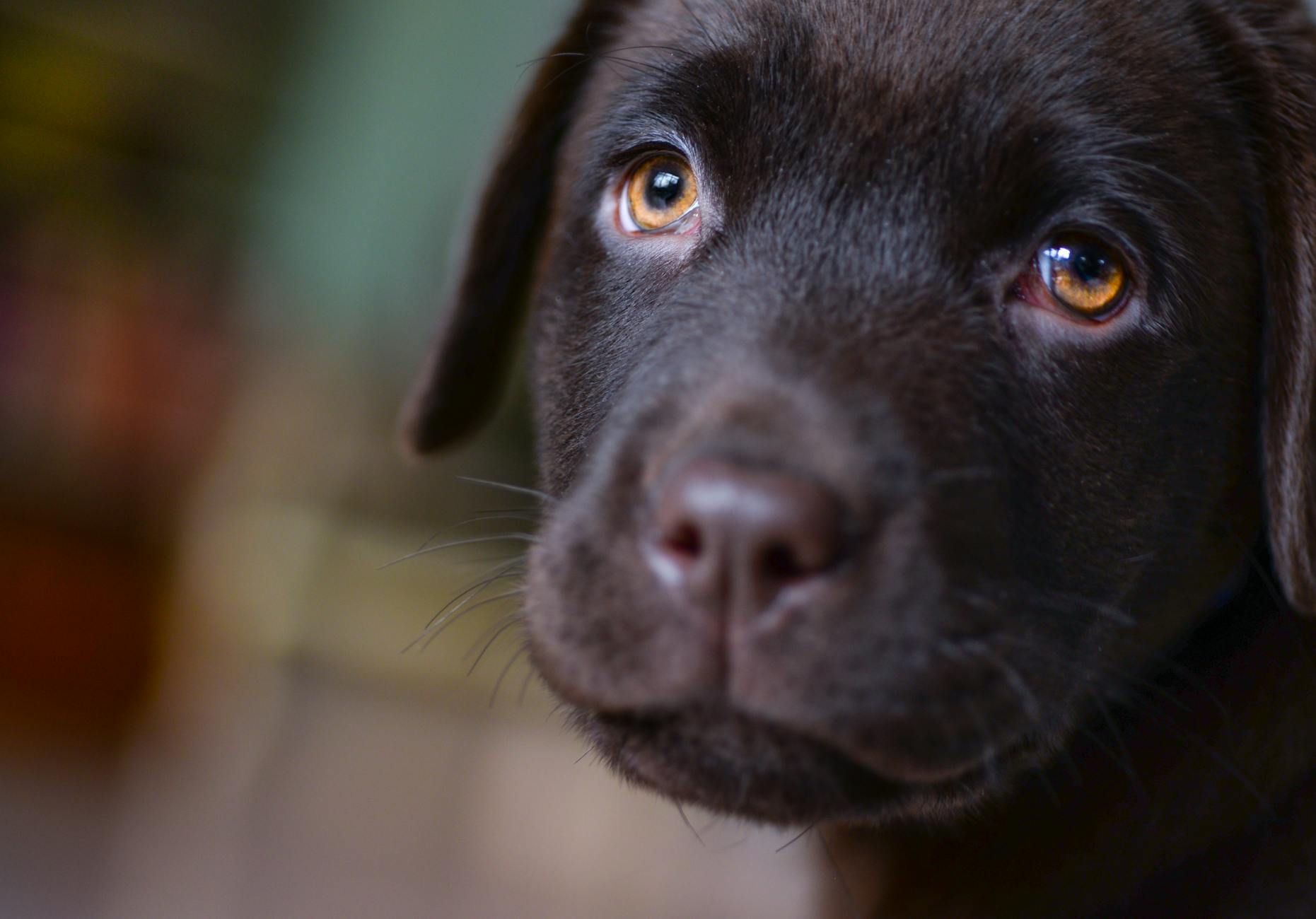 Charming close-up portrait of a young chocolate Labrador puppy with soulful eyes, capturing its innocence and beauty.