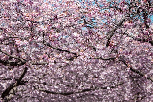 Photo of a Tree with Pink Cherry Blossom Flowers