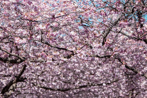 Foto d'estoc gratuïta de bonic, branques, flor