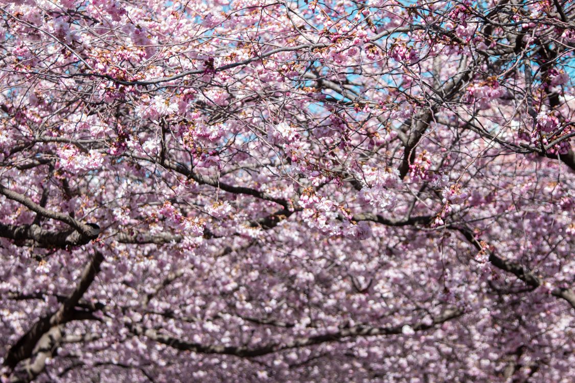 Pink Flowering Tree · Free Stock Photo