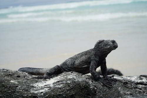 Black and Brown Lizard on Rock