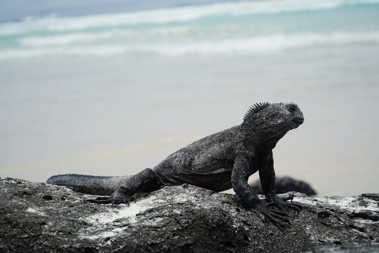 Black And Brown Lizard On Rock