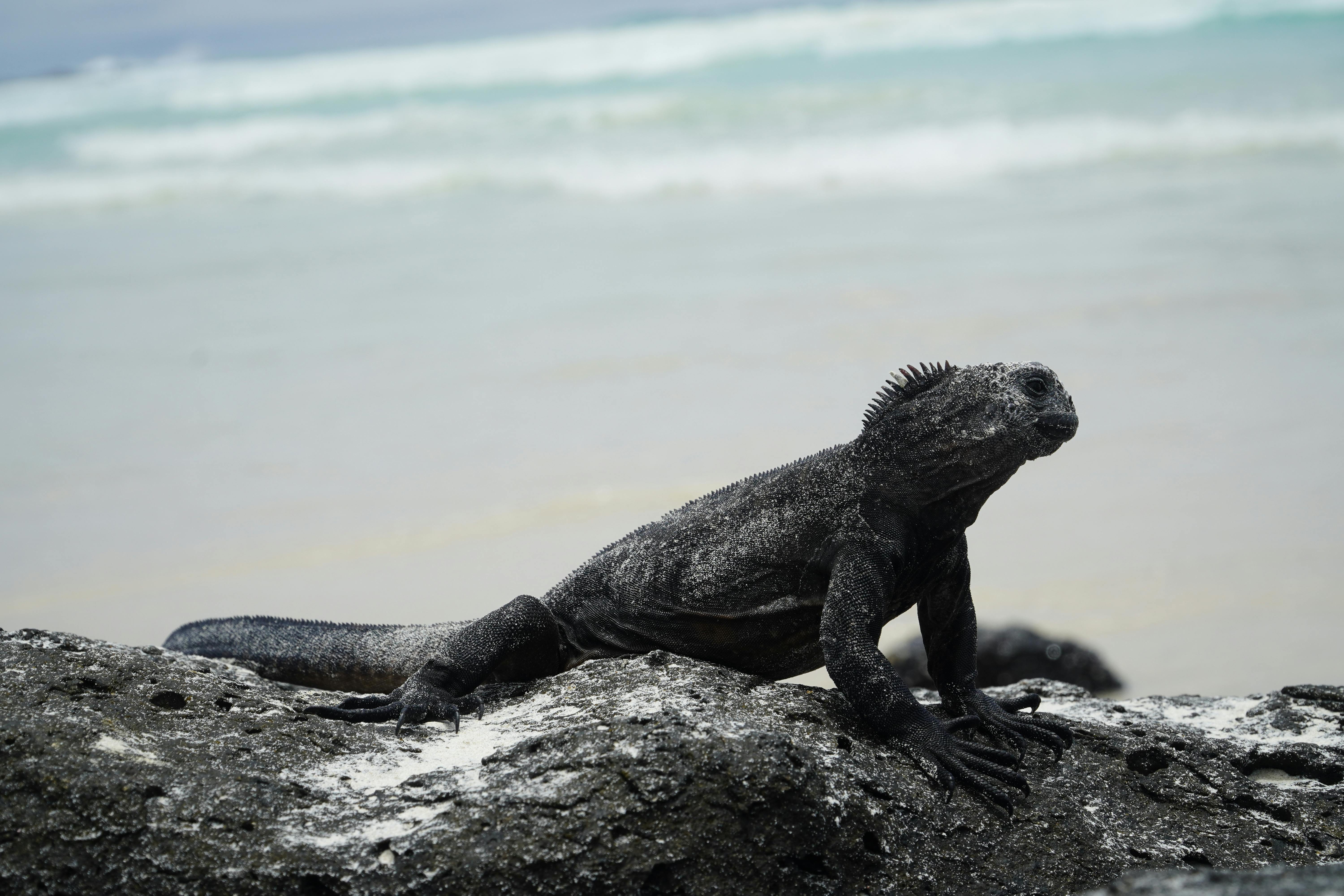 Black and Brown Lizard on Rock · Free Stock Photo