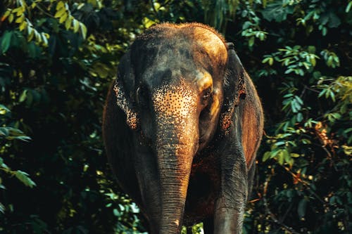 Brown Elephant in Forest