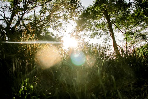 Darmowe zdjęcie z galerii z natura, promień słońca, trawa