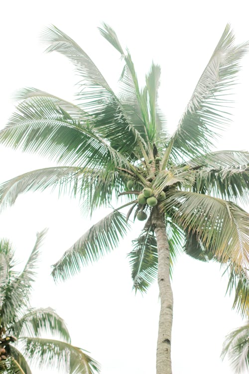 低角度攝影, 夏天, 棕櫚樹葉 的 免費圖庫相片