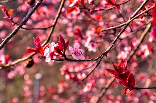 Free Pink Cherry Blossom in Bloom Stock Photo