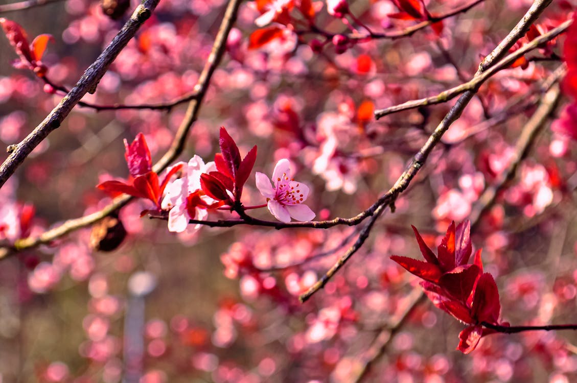 Pink Cherry Blossom in Bloom