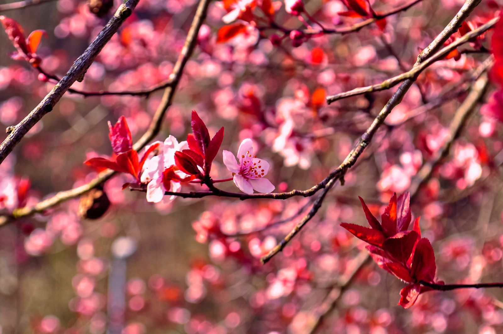 Close-up of vibrant cherry blossoms blooming in a sunny spring garden.