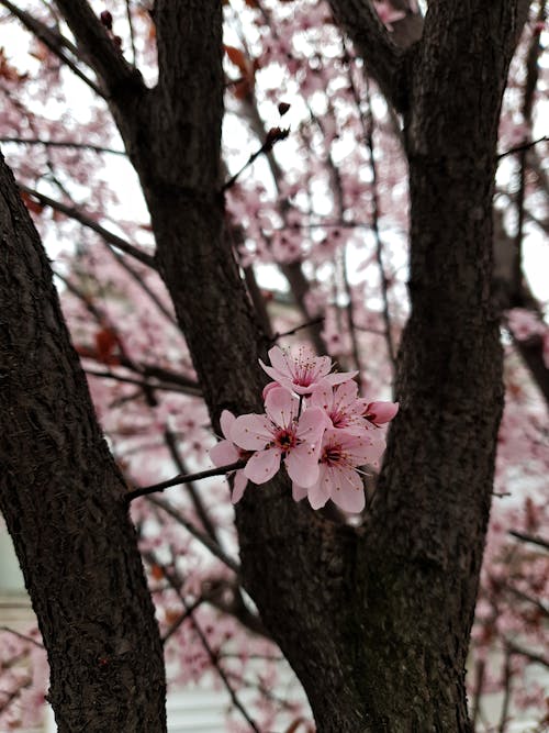 Free Pink Cherry Blossom in Bloom Stock Photo