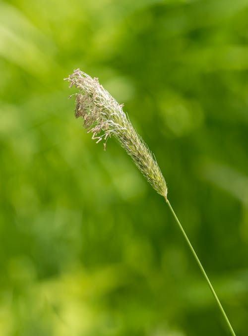Free Green Plant in Tilt Shift Lens Stock Photo