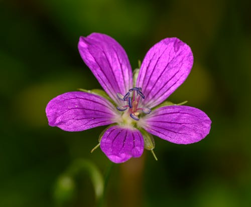 Purple Flower in Tilt Shift Lens