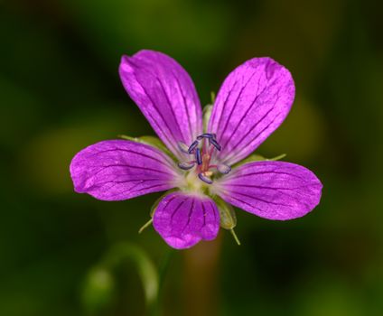 Stunning close-up of a purple wildflower showcasing delicate petals and stamen.