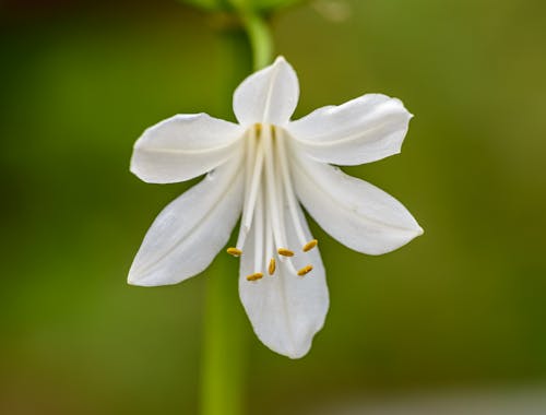 White Flower in Tilt Shift Lens