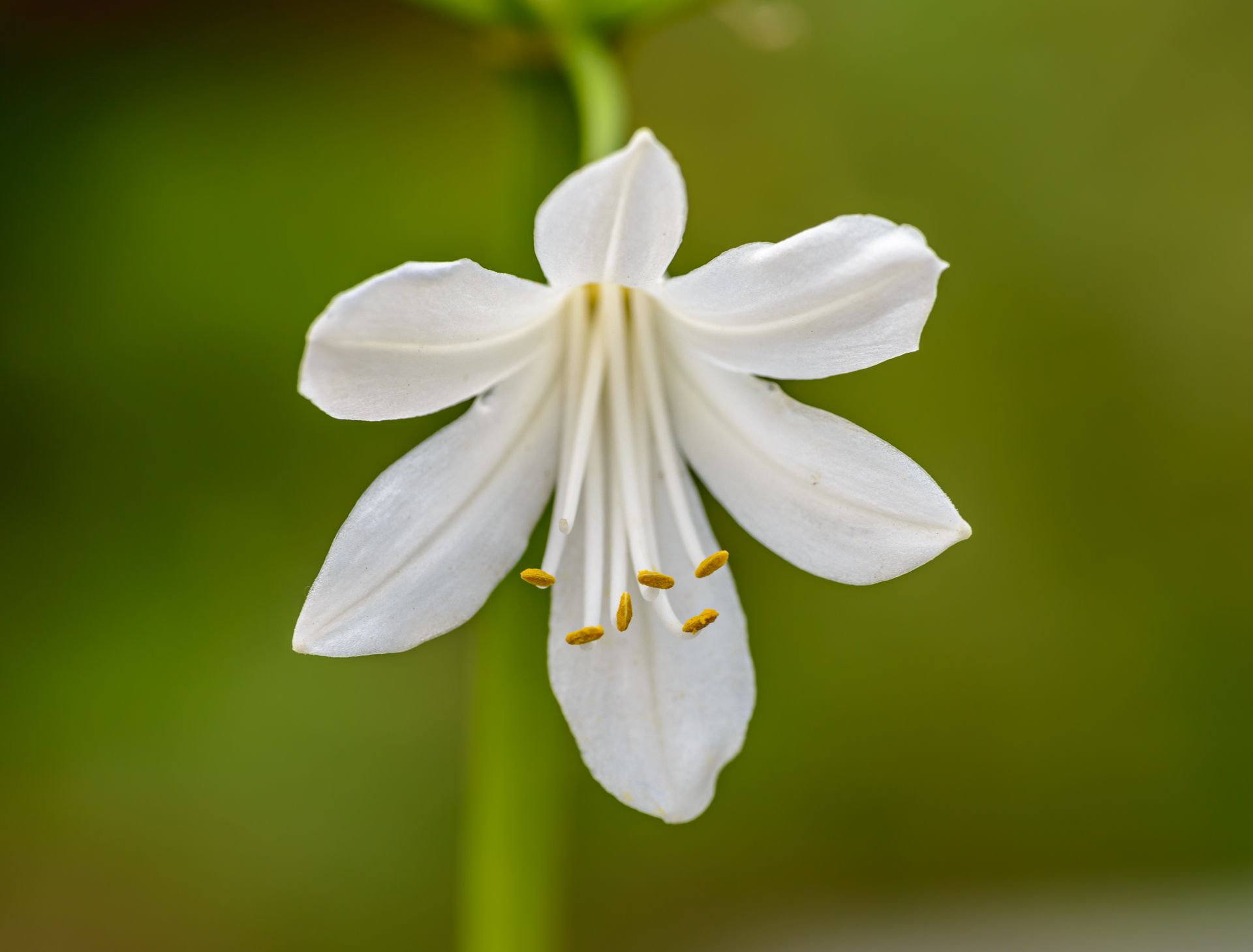 A captivating close-up of a white lily flower displaying its delicate petals against a vibrant green background.