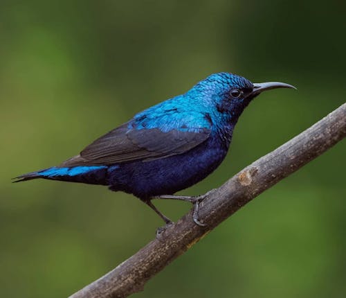 Blue and Black Bird on Brown Tree Branch