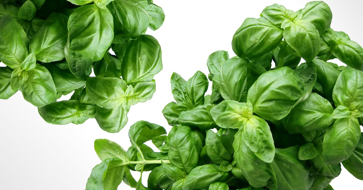 How to cut basil plant