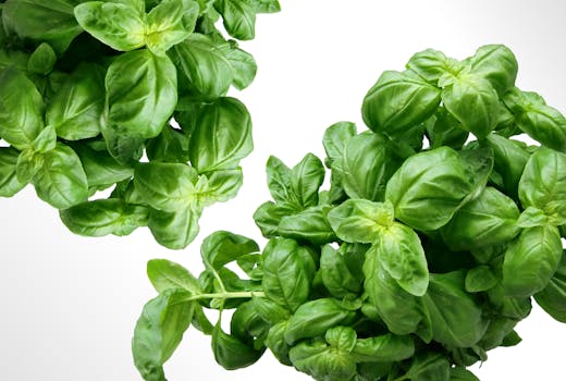 Fresh basil leaves image