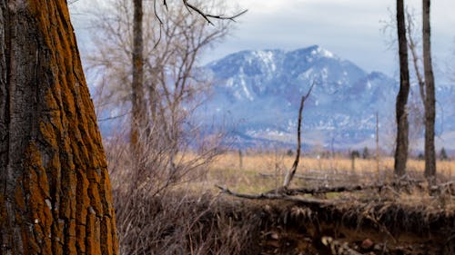 Darmowe zdjęcie z galerii z colorado, drzewo, fotografia