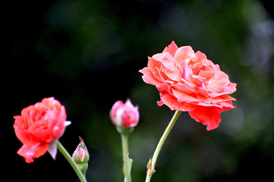 Free Pink Rose in Bloom Stock Photo