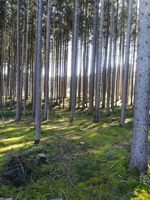 Free Sunlight filters through tall pine trees in a serene forest landscape with lush green floor. Stock Photo