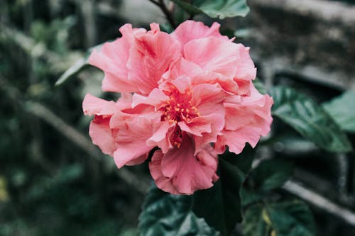 Free Pink Flower in Tilt Shift Lens Stock Photo