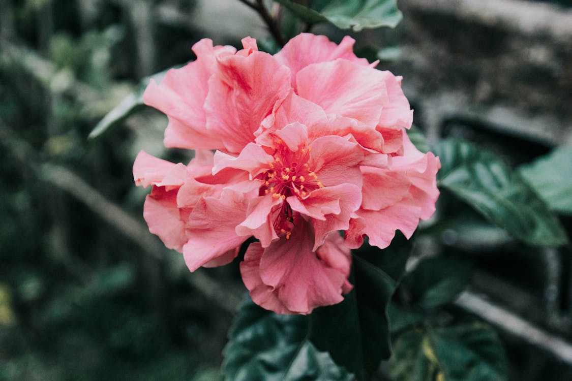 Pink Flower in Tilt Shift Lens