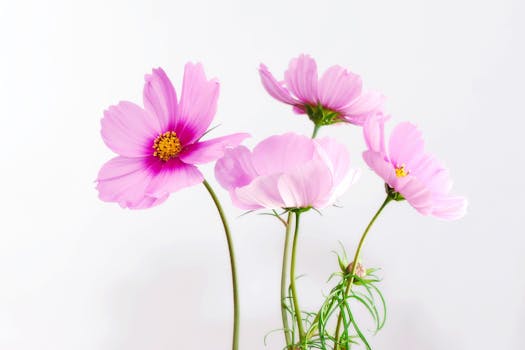 بستان ورد المصــــــــراوية - صفحة 63 Cosmea-flower-blossom-bloom-40722