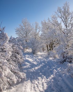 A serene footpath through a snow-laden forest in winter, under a clear blue sky.