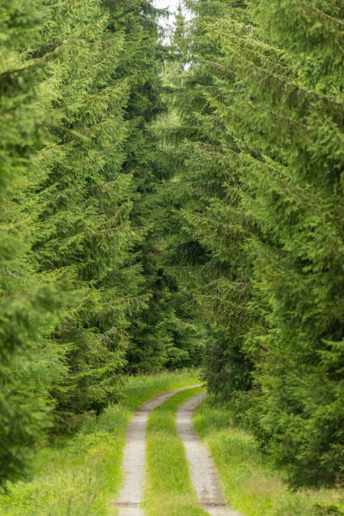 Green Pine Trees on the Side of the Road