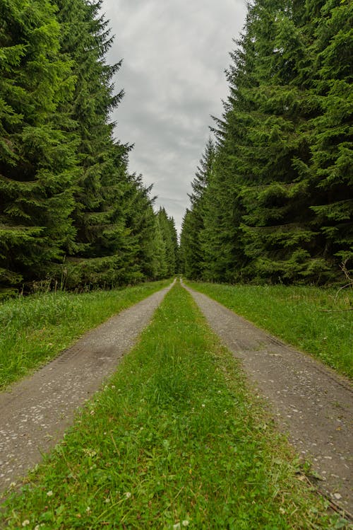 Free Road Between Green Trees Stock Photo