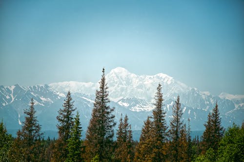 Green Pine Trees Near Snow Covered Mountain