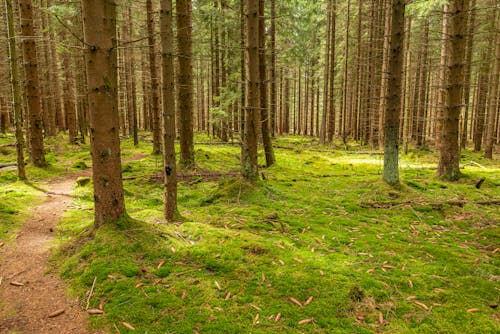 Green Grass Field With Brown Trees