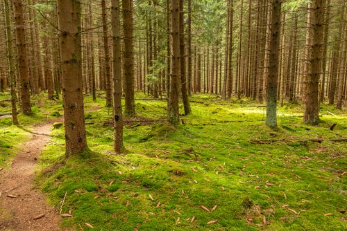 Free A serene forest scene featuring a winding path through lush green moss and tall pine trees. Stock Photo