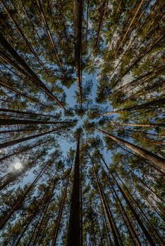From below of tall trees with green leaves against cloudless blue sky on sunny day