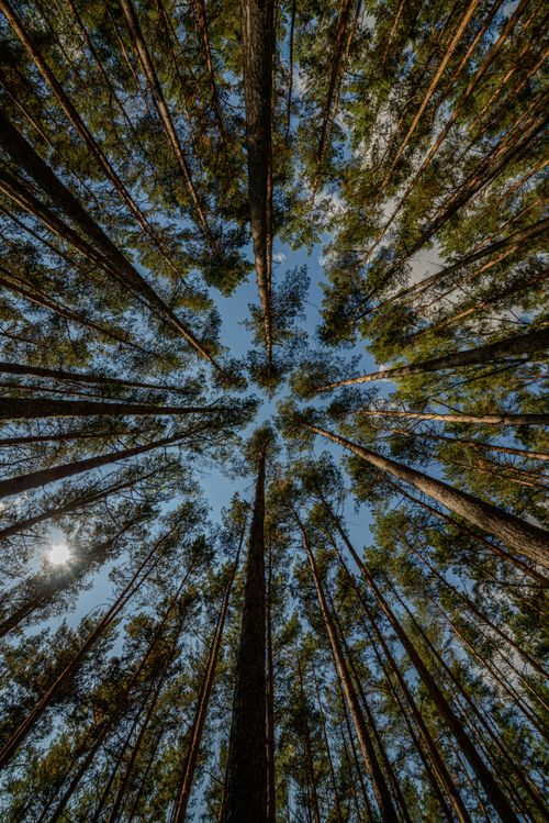 Free From below of tall trees with green leaves against cloudless blue sky on sunny day Stock Photo