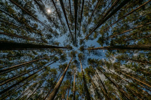 Tall trees with green leaves in forest on sunny day