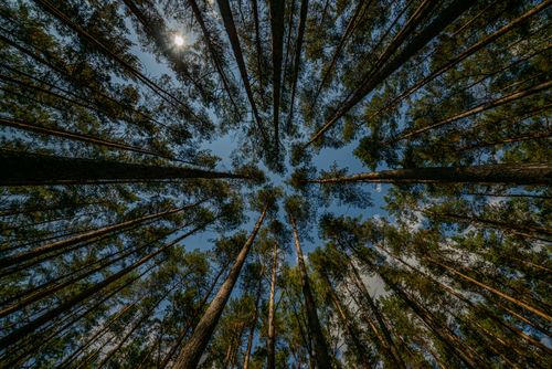 Free Low angle of tall trees with thin trunks and green leaves growing in woodland against cloudless blue sky Stock Photo