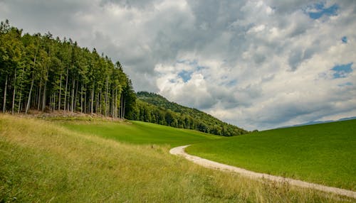 Free Edge of Forest Meeting Meadow Stock Photo