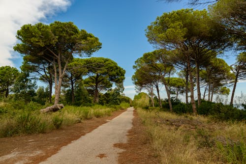 Free Trail Between Green Trees Stock Photo
