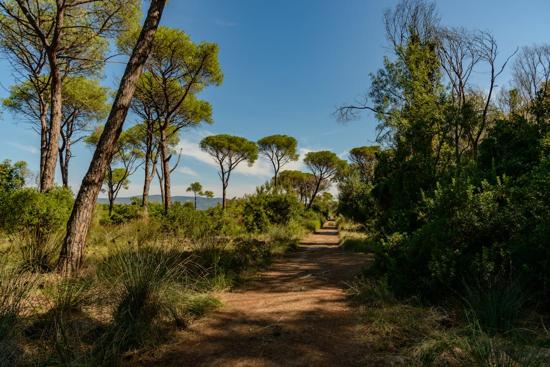 Gratis stockfoto met begeleiding, blauwe lucht, bomen