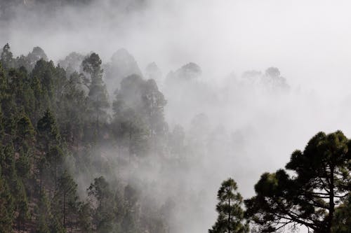 Foto d'estoc gratuïta de amb boira, arbres, boira