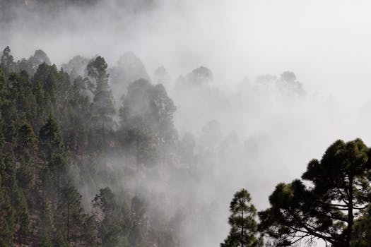 Person Showing Forest Covered in Fog