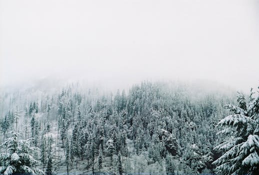 A tranquil snowy forest landscape with foggy skies and pine trees during winter.